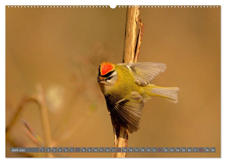 Produktbild: INNE BOTANIK - V&ouml;gel im Ruhrpott (hochwertiger Premium Wandkalender 2026 DIN A2 quer), Kunstdruck in Hochglanz