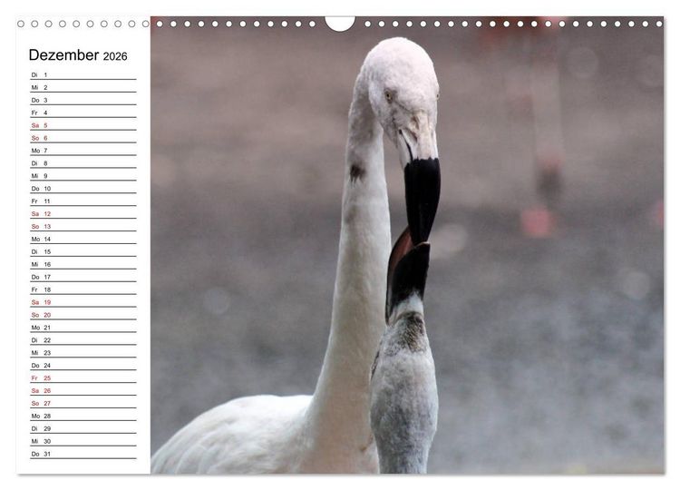 Produktbild: Elegante Flamingo (Wandkalender 2026 DIN A3 quer), CALVENDO Monatskalender