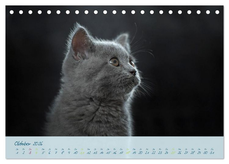 Produktbild: Ein kleiner Kater entdeckt die Welt! (Tischkalender 2026 DIN A5 quer), CALVENDO Monatskalender