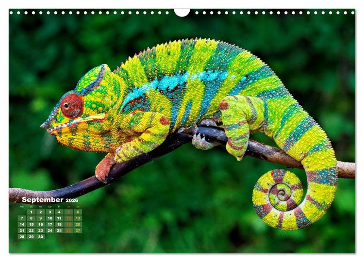 Produktbild: Die Welt in Gr&uuml;n (Wandkalender 2026 DIN A3 quer), CALVENDO Monatskalender