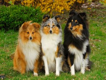 Produktbild: CALVENDO Puzzle Ein Motiv aus dem Kalender Sheltie 2017 | 1000 Teile Lege-Gr&ouml;&szlig;e 64x48cm Foto-Puzzle f&uuml;r gl&uuml;ckliche Stunden