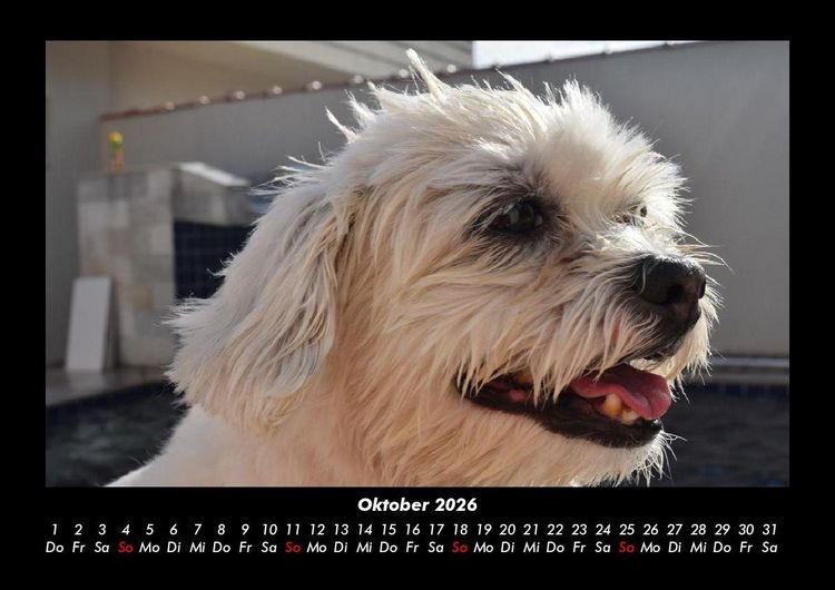 Produktbild: Welt der Tiere 2026 Fotokalender DIN A3