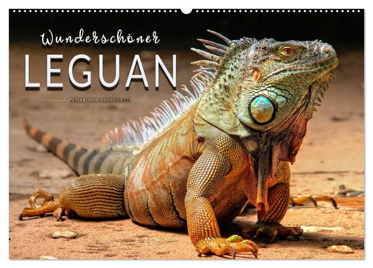 Produktbild: Wundersch&ouml;ner Leguan (Wandkalender 2026 DIN A2 quer), CALVENDO Monatskalender