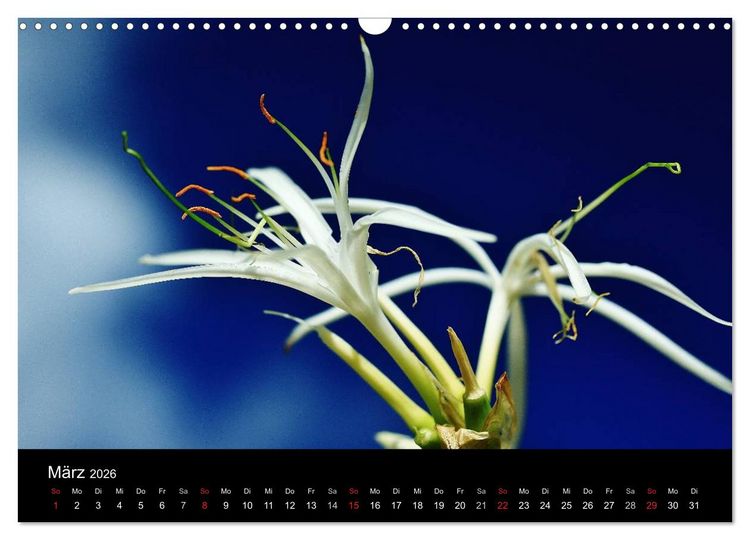 Produktbild: Mauritius - Moments (Wandkalender 2026 DIN A3 quer), CALVENDO Monatskalender