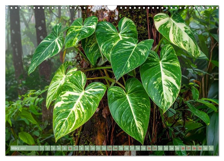 Produktbild: Zimmerpflanzen auf Heimaturlaub (Wandkalender 2027 DIN A3 quer), CALVENDO Monatskalender