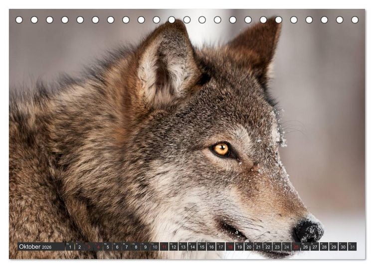 Produktbild: W&ouml;lfe. Graue Eminenzen (Tischkalender 2026 DIN A5 quer), CALVENDO Monatskalender