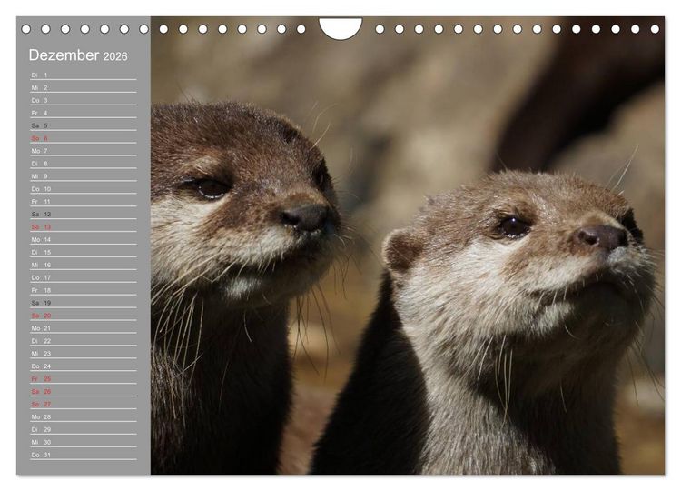 Produktbild: Otter. Frech, laut und clever (Wandkalender 2026 DIN A4 quer), CALVENDO Monatskalender