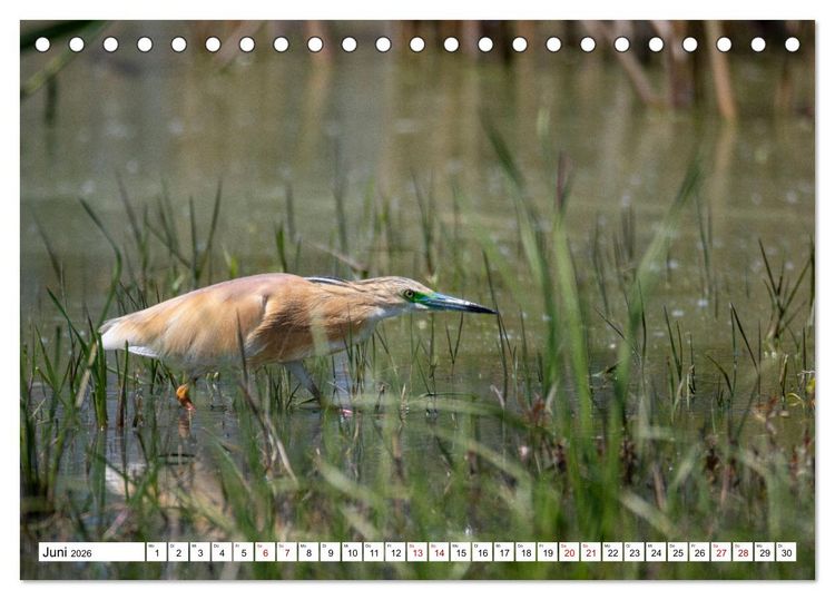 Produktbild: Vogelparadies Volvi-See (Tischkalender 2026 DIN A5 quer), CALVENDO Monatskalender