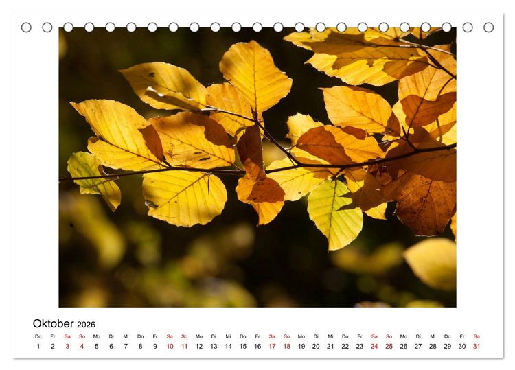 Produktbild: Nymphenburger Park (Tischkalender 2026 DIN A5 quer), CALVENDO Monatskalender