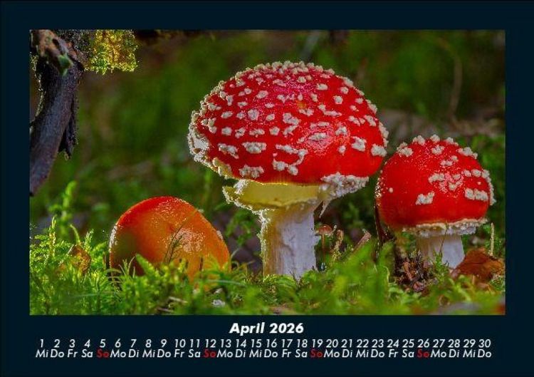 Produktbild: Pilzkalender 2026 Fotokalender DIN A5