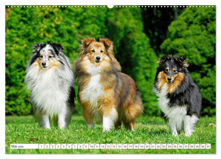 Produktbild: Sheltie - Ein St&uuml;ck vom Gl&uuml;ck (Wandkalender 2026 DIN A2 quer), CALVENDO Monatskalender