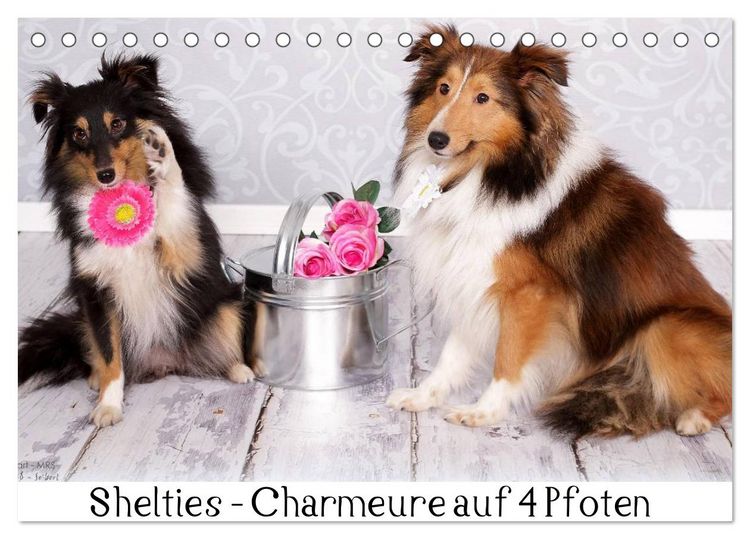 Produktbild: Shelties : Charmeure auf 4 Pfoten (Tischkalender 2026 DIN A5 quer), CALVENDO Monatskalender