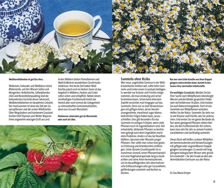 Produktbild: Essbare Wildkr&auml;uter und ihre giftigen Doppelg&auml;nger