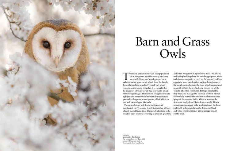 Produktbild: Owls