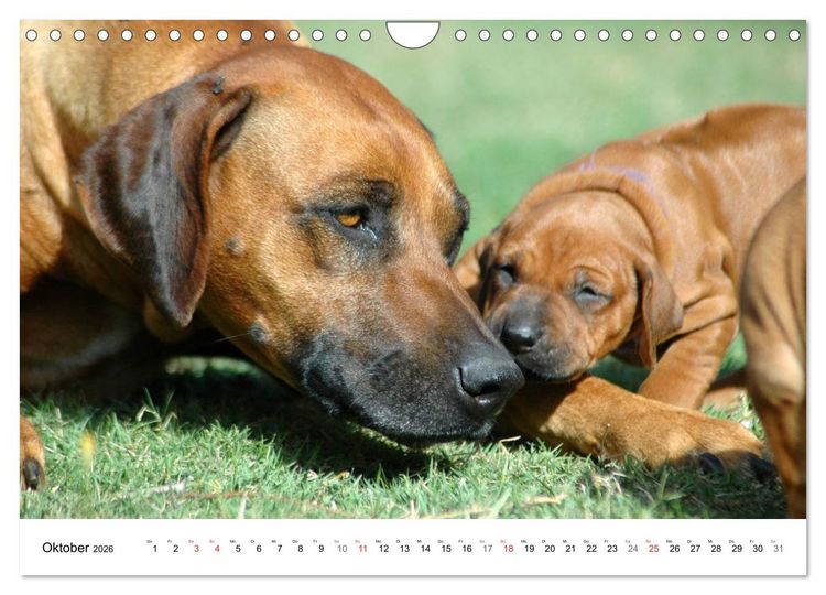 Produktbild: Rhodesian Ridgeback Welpen (Wandkalender 2026 DIN A4 quer), CALVENDO Monatskalender