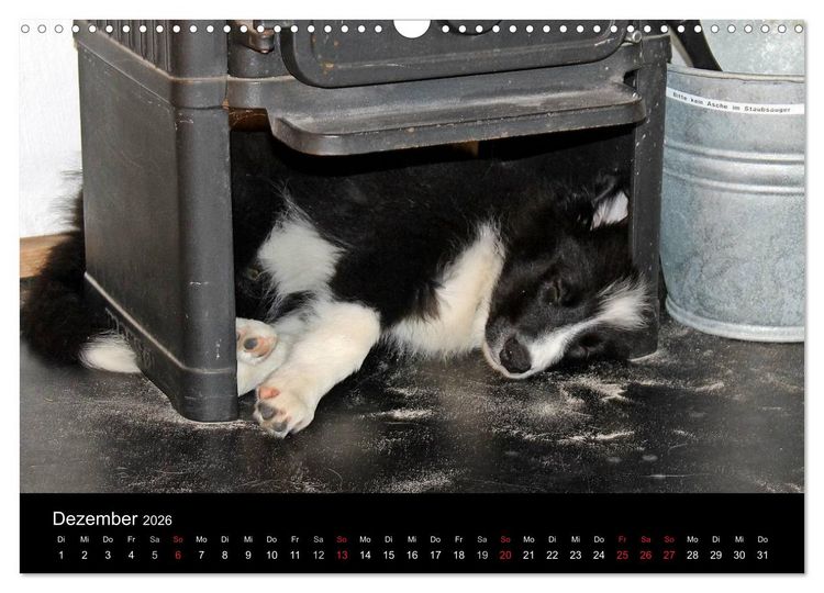 Produktbild: Border Collies machen Urlaub in D&auml;nemark (Wandkalender 2026 DIN A3 quer), CALVENDO Monatskalender