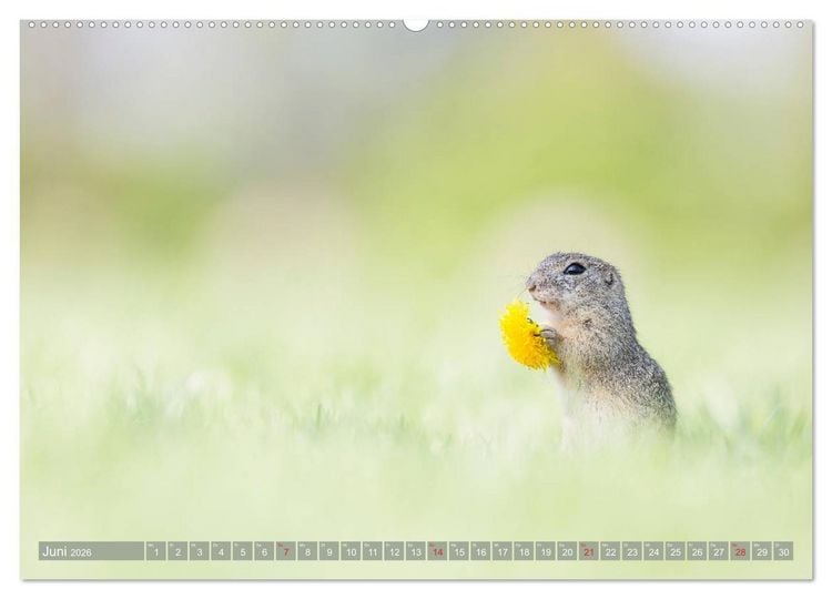 Produktbild: Liebenswerte Ziesel - vom Aussterben bedrohte Nagetiere (Wandkalender 2026 DIN A2 quer), CALVENDO Monatskalender
