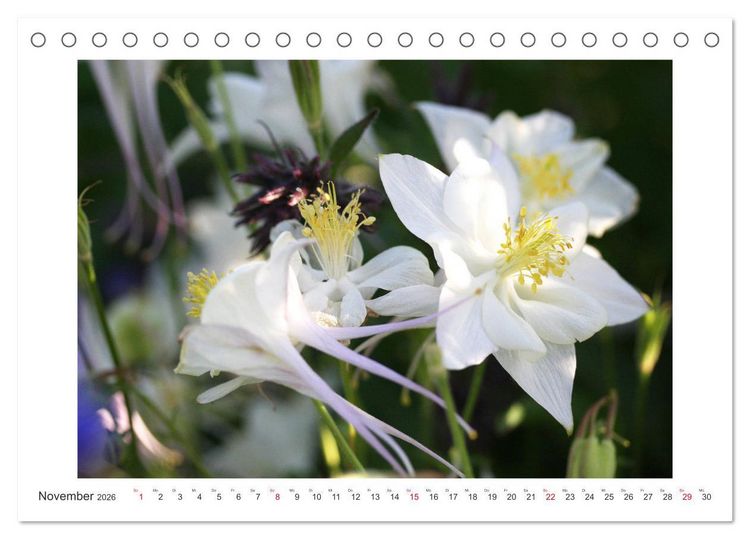 Produktbild: Akeleien im Garten (Tischkalender 2026 DIN A5 quer), CALVENDO Monatskalender