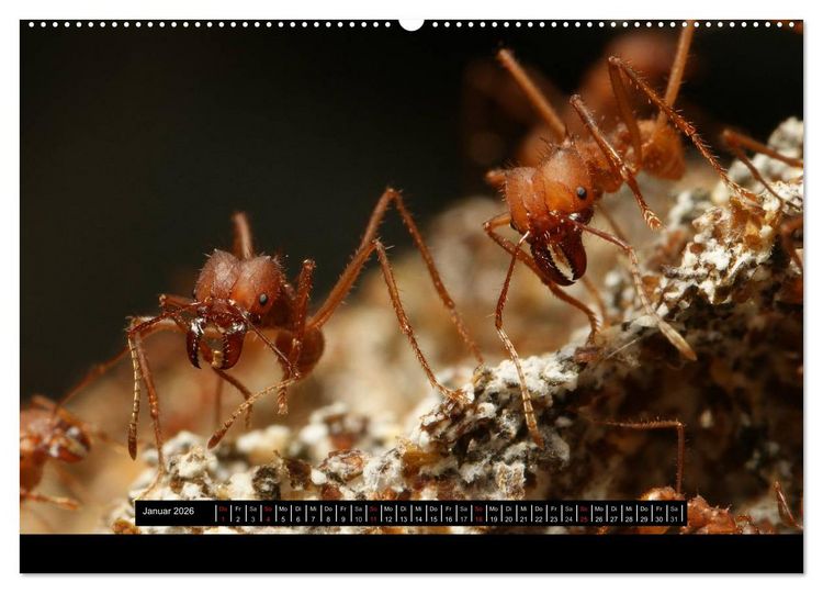 Produktbild: Exotische Ameisen (hochwertiger Premium Wandkalender 2026 DIN A2 quer), Kunstdruck in Hochglanz
