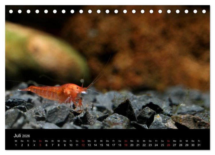 Produktbild: Zwerggarnelen - gepanzerte Juwelen im Aquarium (Tischkalender 2026 DIN A5 quer), CALVENDO Monatskalender