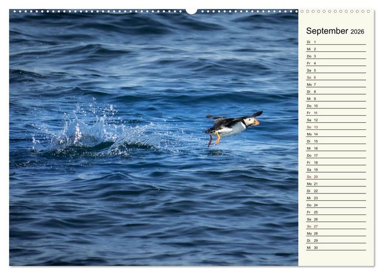 Produktbild: Die Papageientaucher von Island (hochwertiger Premium Wandkalender 2026 DIN A2 quer), Kunstdruck in Hochglanz