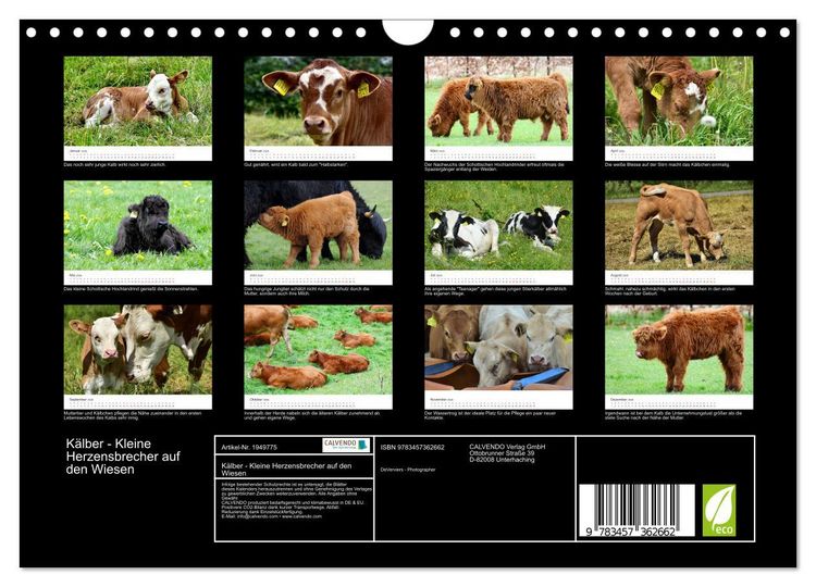 Produktbild: K&auml;lber - Kleine Herzensbrecher auf den Wiesen (Wandkalender 2026 DIN A4 quer), CALVENDO Monatskalender