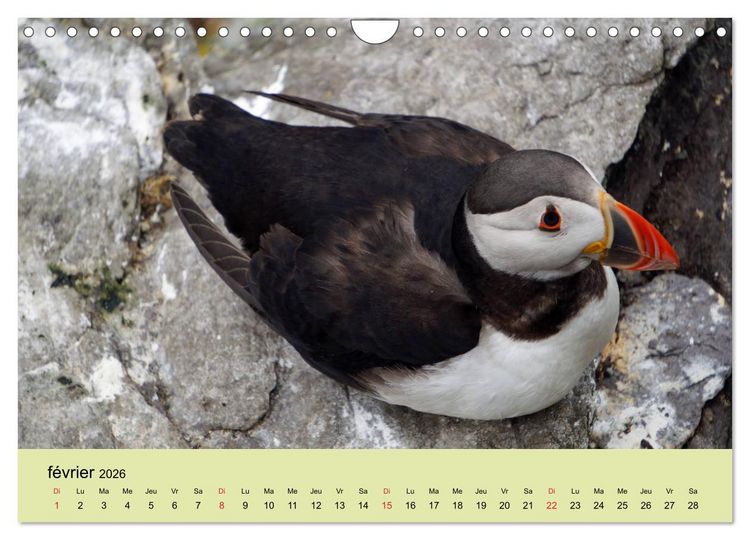 Produktbild: Macareux-moines Des petits oiseaux originaux! (Calendrier mural 2026 DIN A4 vertical), CALVENDO calendrier mensuel