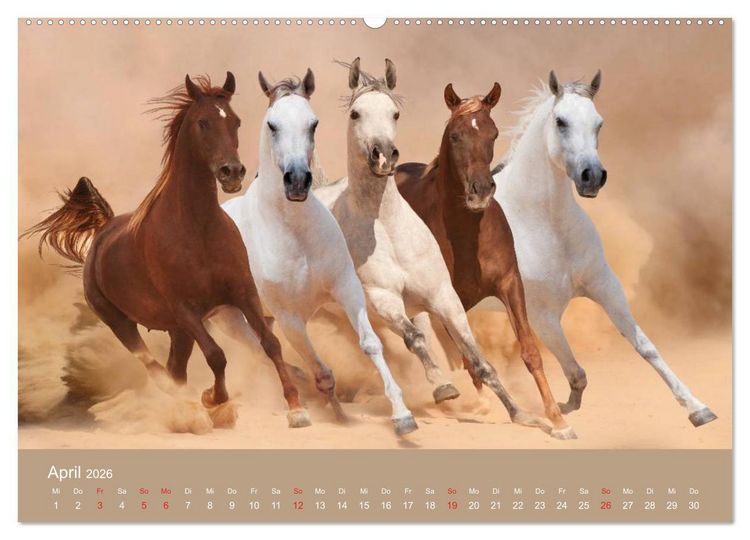 Produktbild: Pferde &bull; Araber im W&uuml;stensand (Wandkalender 2026 DIN A2 quer), CALVENDO Monatskalender