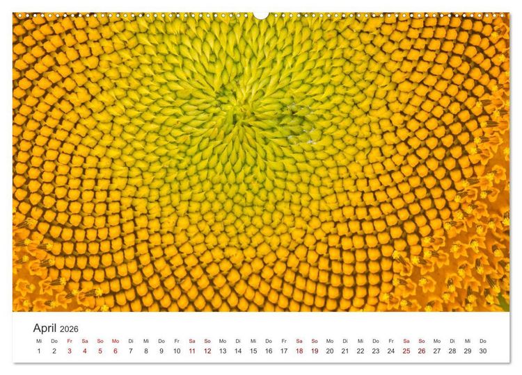 Produktbild: Sonnenblumen - Erstrahlen im freundlichen Gelb. (hochwertiger Premium Wandkalender 2026 DIN A2 quer), Kunstdruck in Hochglanz