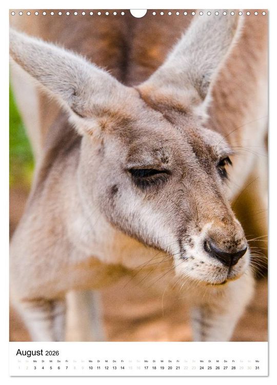 Produktbild: australian animals (Wandkalender 2026 DIN A3 hoch), CALVENDO Monatskalender