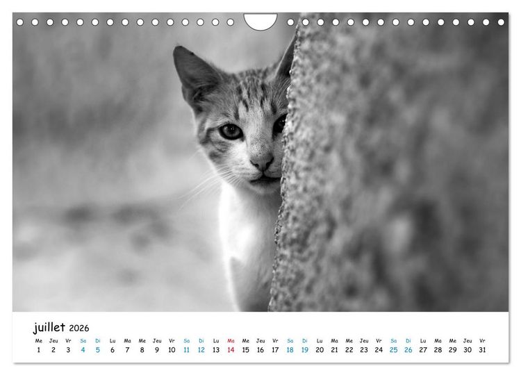 Produktbild: Chats de Santorin - Les princes d'Oia en noir et blanc (Calendrier mural 2026 DIN A4 vertical), CALVENDO calendrier mensuel