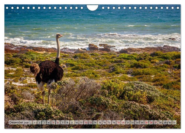 Produktbild: S&uuml;dafrika: Kapstadt, Garden Route und Cape Winelands (Wandkalender 2026 DIN A4 quer), CALVENDO Monatskalender