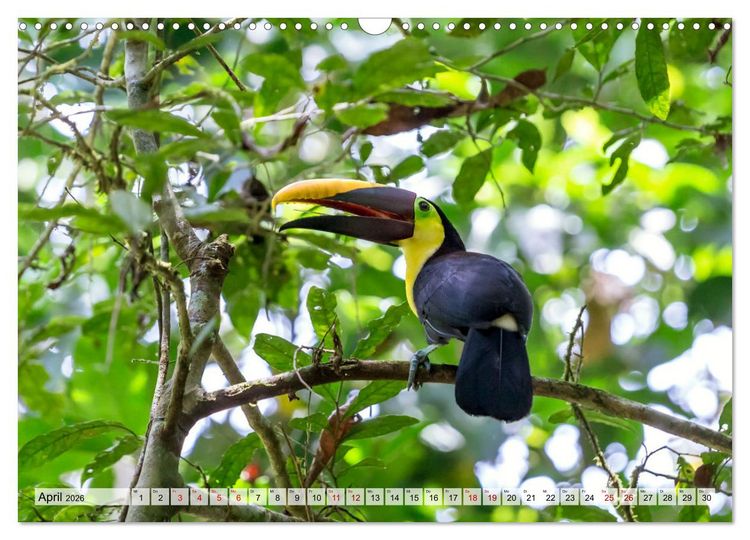 Produktbild: Costa Rica - Tierwelt und Landschaften (Wandkalender 2026 DIN A3 quer), CALVENDO Monatskalender
