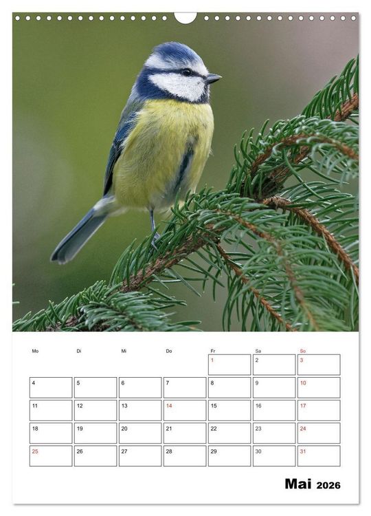Produktbild: Bezaubernde V&ouml;gel im heimischen Garten (Wandkalender 2026 DIN A3 hoch), CALVENDO Monatskalender
