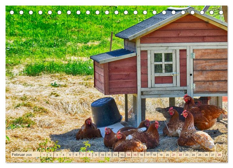 Produktbild: Charmante H&uuml;hner (Tischkalender 2026 DIN A5 quer), CALVENDO Monatskalender
