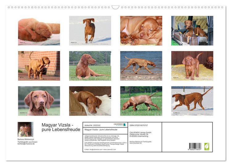 Produktbild: Magyar Vizsla - pure Lebensfreude (Wandkalender 2026 DIN A2 quer), CALVENDO Monatskalender