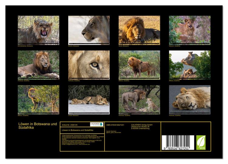 Produktbild: L&ouml;wen in Botswana und S&uuml;dafrika (Wandkalender 2026 DIN A4 quer), CALVENDO Monatskalender