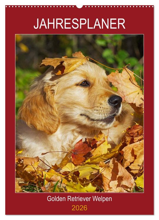 Produktbild: Jahresplaner Golden Retriever Welpen (Wandkalender 2026 DIN A2 hoch), CALVENDO Monatskalender