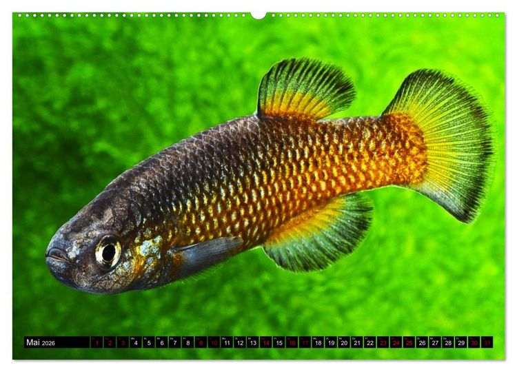 Produktbild: Outdoor-Aquaristik (Wandkalender 2026 DIN A2 quer), CALVENDO Monatskalender