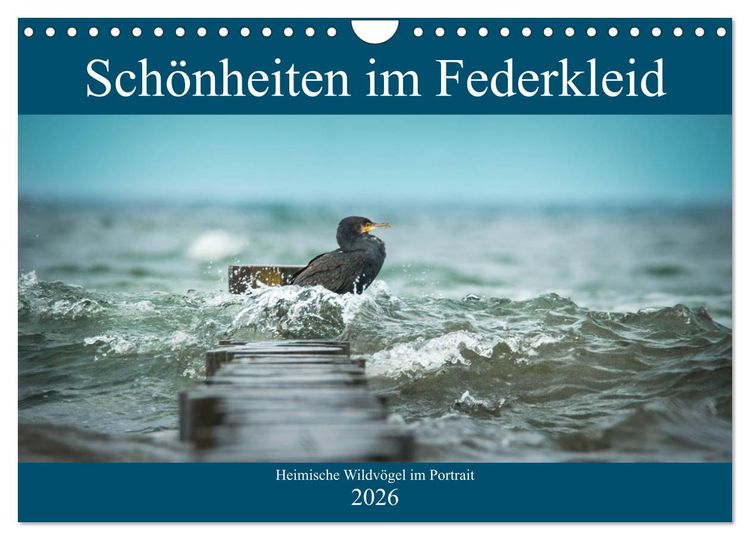 Produktbild: Sch&ouml;nheiten im Federkleid - Heimische Wildv&ouml;gel im Portrait (Wandkalender 2026 DIN A4 quer), CALVENDO Monatskalender