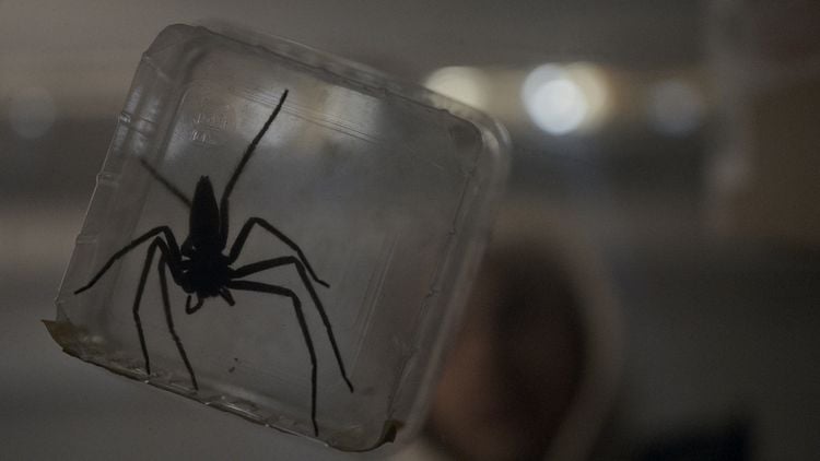 Produktbild: Spiders - Ihr Biss ist der Tod