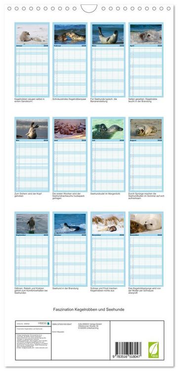 Produktbild: Familienplaner 2026 - Faszination Kegelrobben und Seehunde mit 5 Spalten (Wandkalender, 21 x 45 cm) CALVENDO