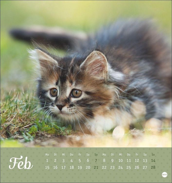 Produktbild: Katzen Postkartenkalender Kleine Tiger 2027