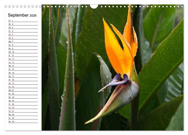Produktbild: Strelitzien - die Paradiesv&ouml;gel unter den Blumen (Wandkalender 2026 DIN A3 quer), CALVENDO Monatskalender