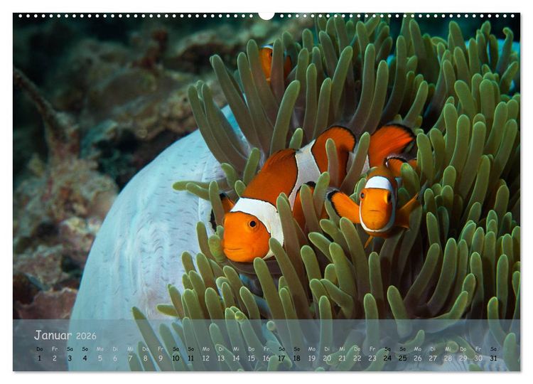 Produktbild: Anemonenfische - Streitbare Gesellen (Wandkalender 2026 DIN A2 quer), CALVENDO Monatskalender