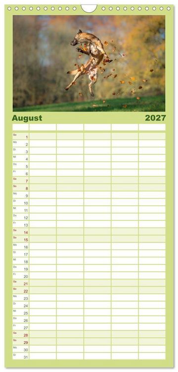 Produktbild: Familienplaner 2027 - Belgischer Sch&auml;ferhund - Der Malinois in Action mit 5 Spalten (Wandkalender, 21 x 45 cm) CALVENDO