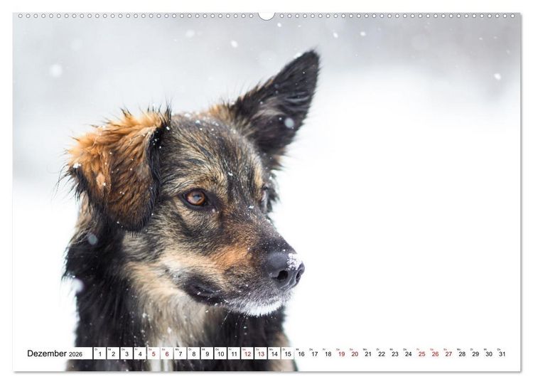 Produktbild: Ein Hundejahr in Bildern (Wandkalender 2026 DIN A2 quer), CALVENDO Monatskalender