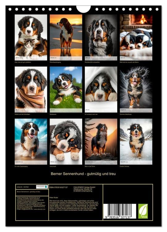 Produktbild: Berner Sennenhund - gutm&uuml;tig und treu (Wandkalender 2026 DIN A4 hoch), CALVENDO Monatskalender