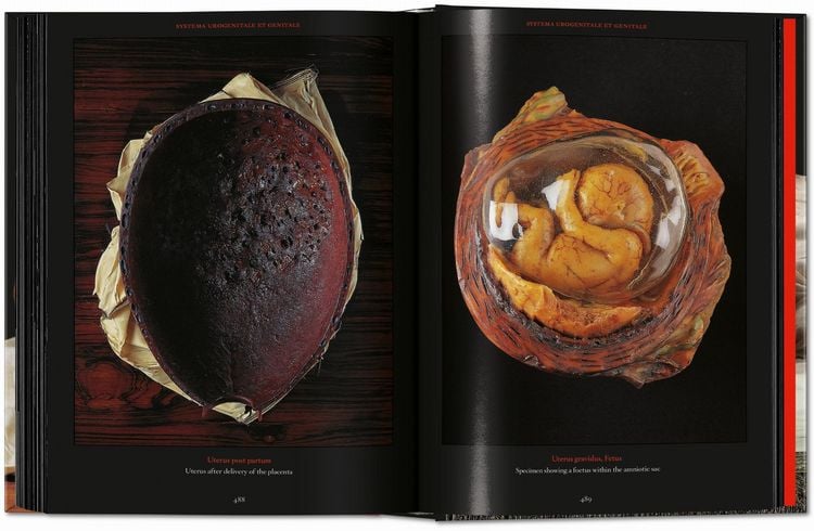 Produktbild: Anatomical Waxes. 45th Ed.