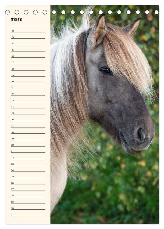 Produktbild: Cheval islandais - Calendrier anniversaire (Calendrier de bureau 2026 DIN A5 horizontal), CALVENDO calendrier mensuel
